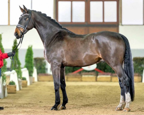 dressage horse Reddington 2 (Hanoverian, 2018, from Rotspon)