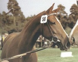 broodmare Desiree (Hanoverian, 1975, from Derby)