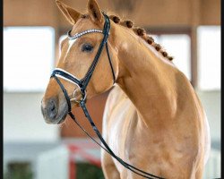 dressage horse Quantico (German Sport Horse, 2018, from Quando Unico FRH)