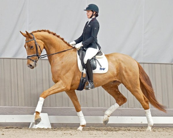 dressage horse Don Valiente (Hanoverian, 2019, from Don Martillo)