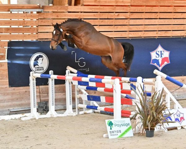 Springpferd Lepavor de Kerglenn (Selle Français, 2021, von Cornet Obolensky)