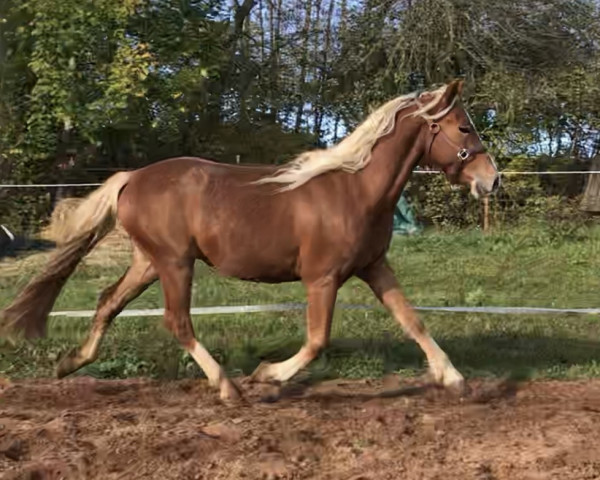 jumper Lucky257 (German Riding Pony, 2014, from Mr.bubble)