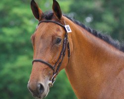 broodmare Shana de Kerglenn (Selle Français, 2006, from Diamant de Semilly)