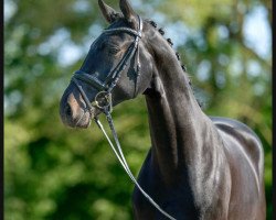 dressage horse Fynchi Fintano (Oldenburg, 2020, from Fynch Hatton)