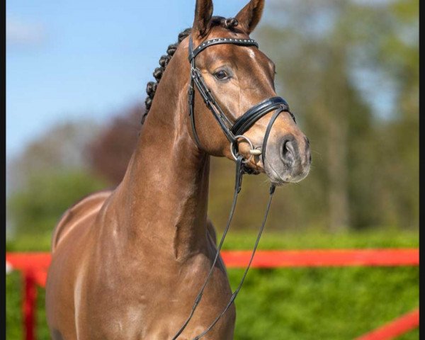 dressage horse Hengst von Escamillo / Fidertanz (Westphalian, 2020, from Escamillo)