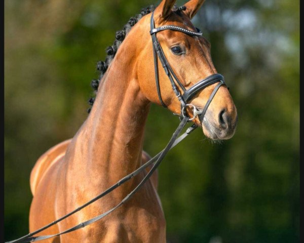 dressage horse Stute von Secret / Argentinus (Hanoverian, 2019, from Secret)