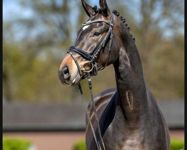 dressage horse Girasol (Westphalian, 2020, from Global Player OLD)