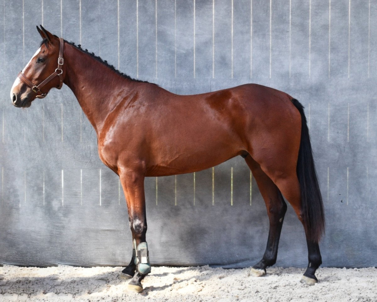 jumper Horus du Richemont (Selle Français, 2017, from Unik d'Ick)