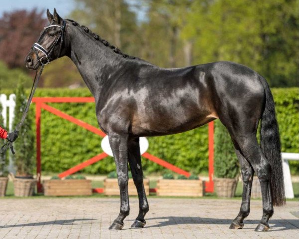 dressage horse Farouche (Holsteiner, 2019, from First Kiss)