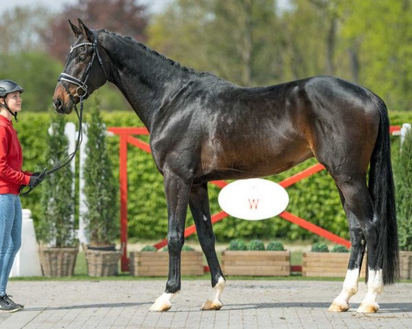 dressage horse Ferrari (Westphalian, 2019, from Fürst Wilhelm)