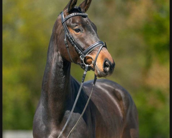 dressage horse Feine Dame (Westphalian, 2019, from Fidelius 41)