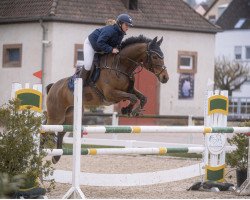 jumper Sanchiano (Hanoverian, 2013, from Stolzenberg)