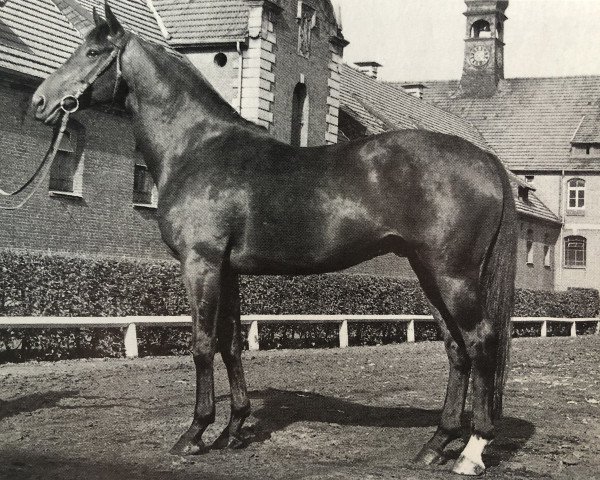 stallion Wiesengrund (Hanoverian, 1972, from Wiesenbaum xx)