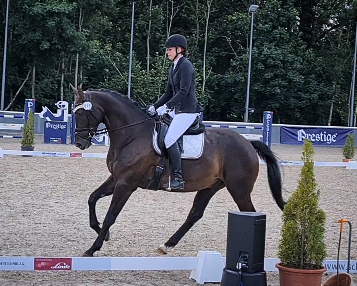 dressage horse Belford (Hanoverian, 2015, from Buckingham)