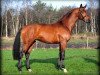 dressage horse Djarfur 8 (Westphalian, 2009, from Don Frederico)