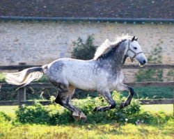 Springpferd Continuum (Holsteiner, 2008, von Contender)