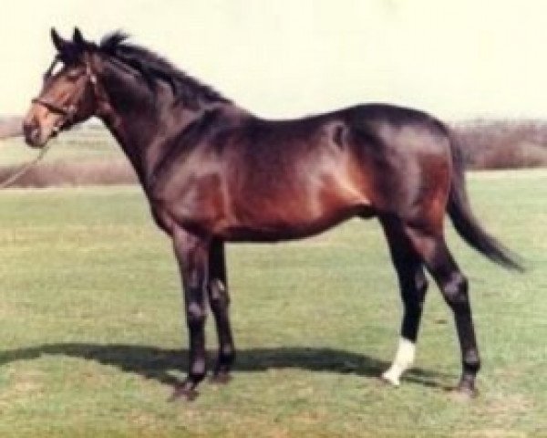 stallion Ben Faerie xx (Thoroughbred, 1985, from Ben Hawke xx)