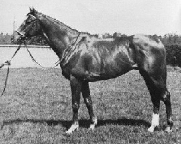 stallion Royal Vulcan xx (Thoroughbred, 1978, from Royal Match xx)