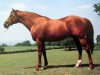 stallion Royal Match xx (Thoroughbred, 1971, from Sovereign Path xx)