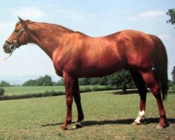 stallion Royal Match xx (Thoroughbred, 1971, from Sovereign Path xx)