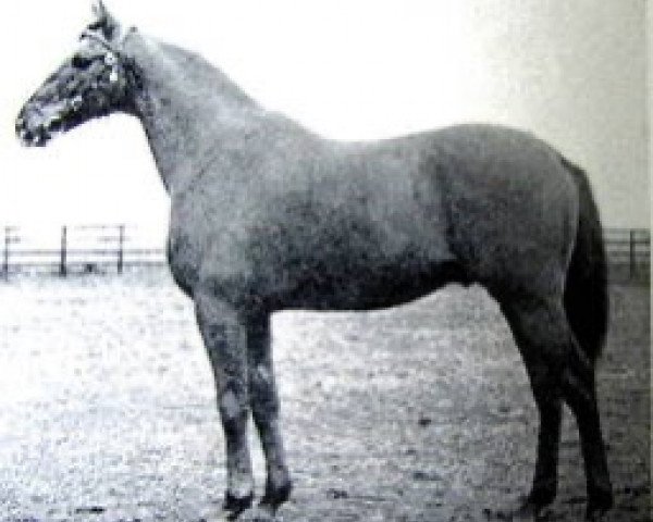 horse Spartan General xx (Thoroughbred, 1959, from Mossborough xx)