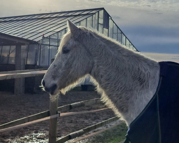 horse Pantero (German Riding Pony, 1995, from FS Pavarotti)