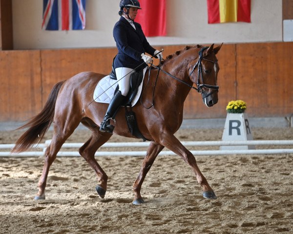 dressage horse Eltrano PS (Austrian Warmblood, 2016, from Edward 28)