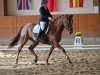 dressage horse Eltrano PS (Austrian Warmblood, 2016, from Edward 28)