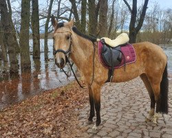 broodmare Parin (Akhal-Teke, 2020, from Abrek-Dan)