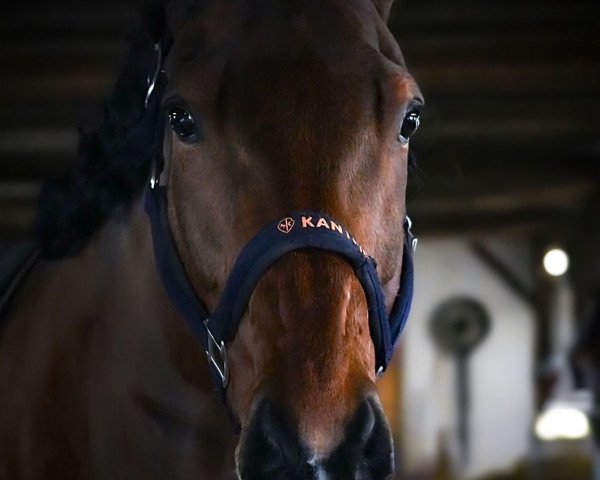 Pferd Kilruane Rebel (Irish Sport Horse, 2015, von Lilbourne Lad xx)