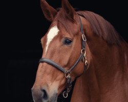 Springpferd Cahaya de Lacontaire (Holsteiner, 2018, von Comme il Faut)