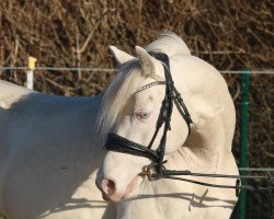 dressage horse Crème de la Crème (German Riding Pony, 2019, from Coer Noble)