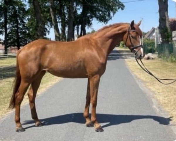 broodmare Viva la Diva (Hanoverian, 2020, from Viva Gold OLD)