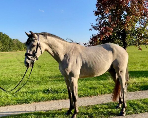 Springpferd Ulbricht (Holsteiner, 2018, von Unlimited)