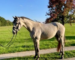 Springpferd Ulbricht (Holsteiner, 2018, von Unlimited)