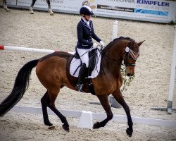 dressage horse Famicello (Hanoverian, 2013, from Franziskus FRH)