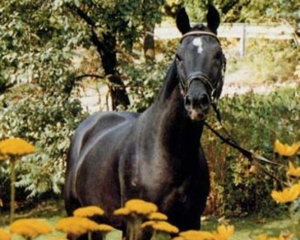 Deckhengst Caruso (Holsteiner, 1977, von Cor de la Bryère)