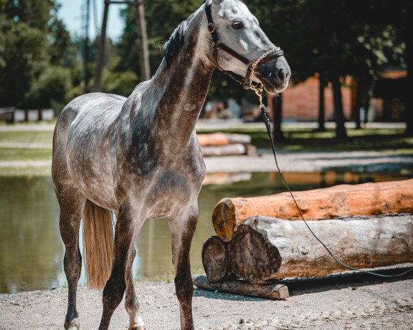 jumper Artos Ice Z (Zangersheide riding horse, 2016, from Artos Z)