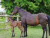 broodmare Luce Bella (Italian Warmblood, 2002, from Alligator Fontaine)