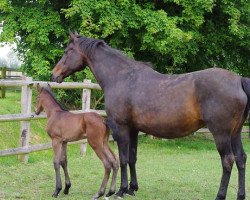 broodmare Luce Bella (Italian Warmblood, 2002, from Alligator Fontaine)