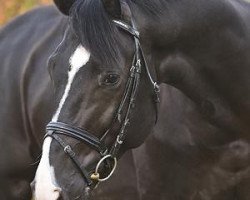 stallion Zamboucca (KWPN (Royal Dutch Sporthorse), 2004, from Stedinger)