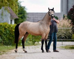 jumper Charmeur (German Riding Pony, 2021, from Champ de Luxe)