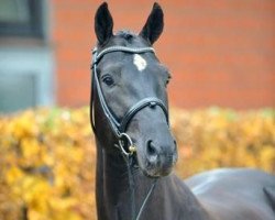 stallion Dante Weltino Old (Oldenburg, 2007, from Danone 4)