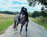 jumper Dialu (Oldenburg show jumper, 2019, from Diaron OLD)