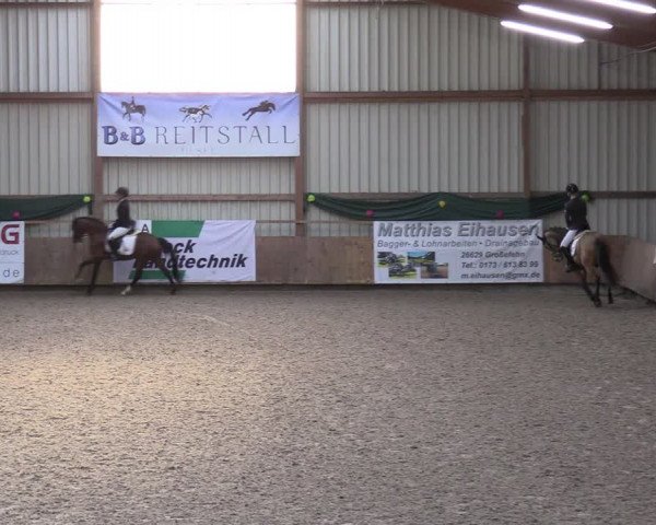 Reitturnier Hesel 2024