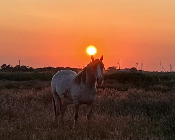 horse Fineart Royal Signatur Amara (Tinker-Mix / Pinto Tinker / Crossbreed, 2021)