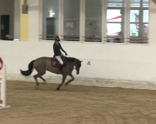 Reitturnier Stadl-Paura 2024