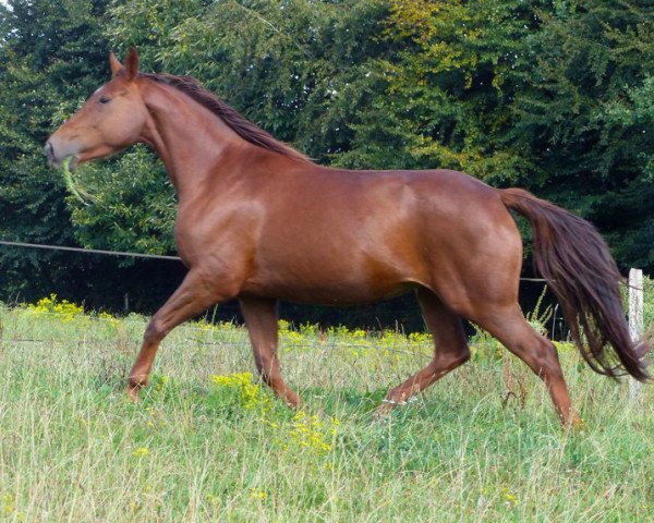 Pferd Dulia de Lojou (Selle Français, 2013, von Jivaro du Rouet)