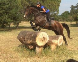 horse Cajam de Lojou (Selle Français, 2012, from Nervoso)