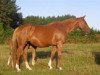 broodmare Venilsia de Lojou (Selle Français, 2009, from Diamant de Semilly)